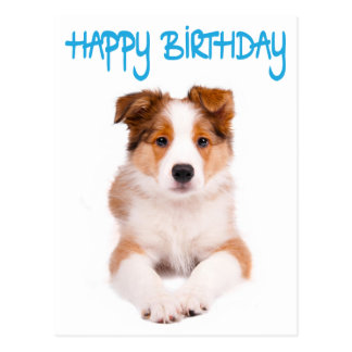 Happy Birthday Border Collie Gifts on Zazzle