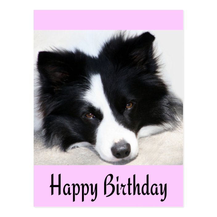 Happy Birthday Border Collie Puppy Dog Post Card | Zazzle.com