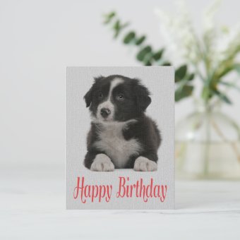 Happy Birthday Border Collie Puppy Dog Post Card | Zazzle