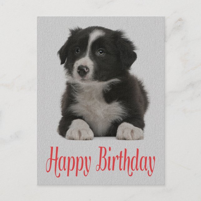 Happy Birthday Border Collie Puppy Dog Post Card (Front)