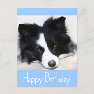 Happy Birthday Border Collie Puppy Dog Post Card