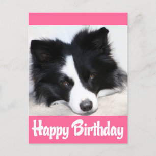 Happy Birthday Border Collie Puppy Dog Postcard