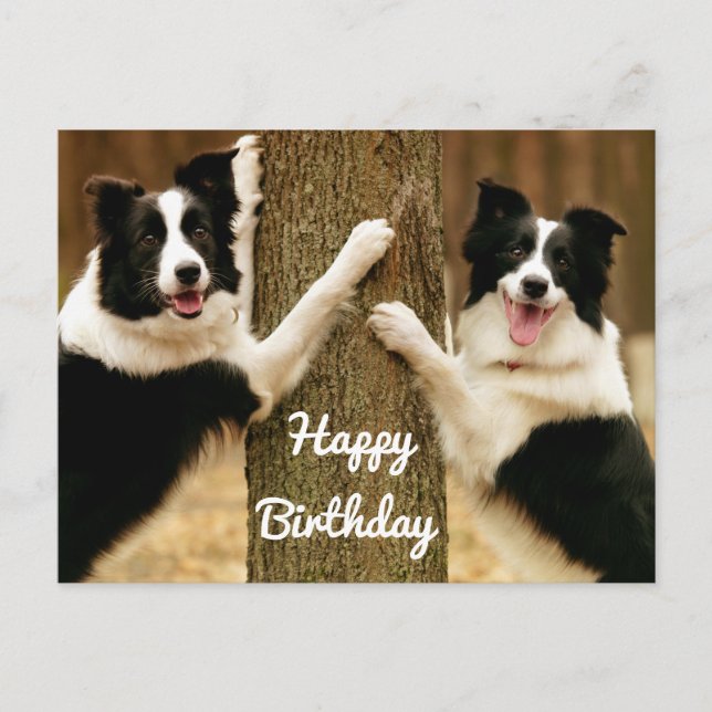 Happy Birthday Border Collie Puppy Dog Rustic Postcard (Front)