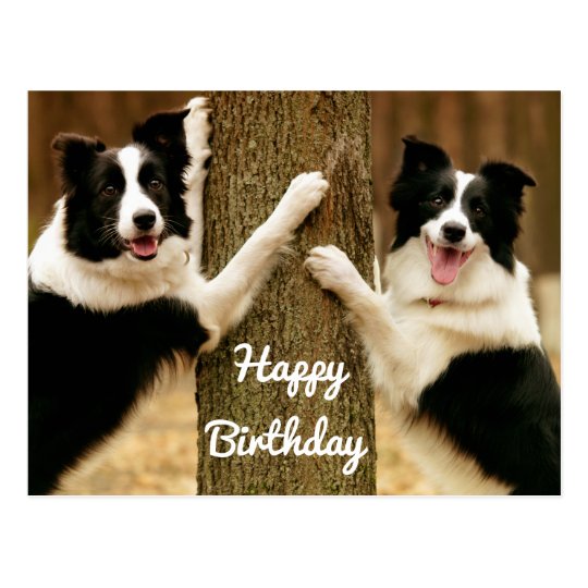 Happy Birthday Border Collie Puppy Dog Rustic Postcard | Zazzle.com