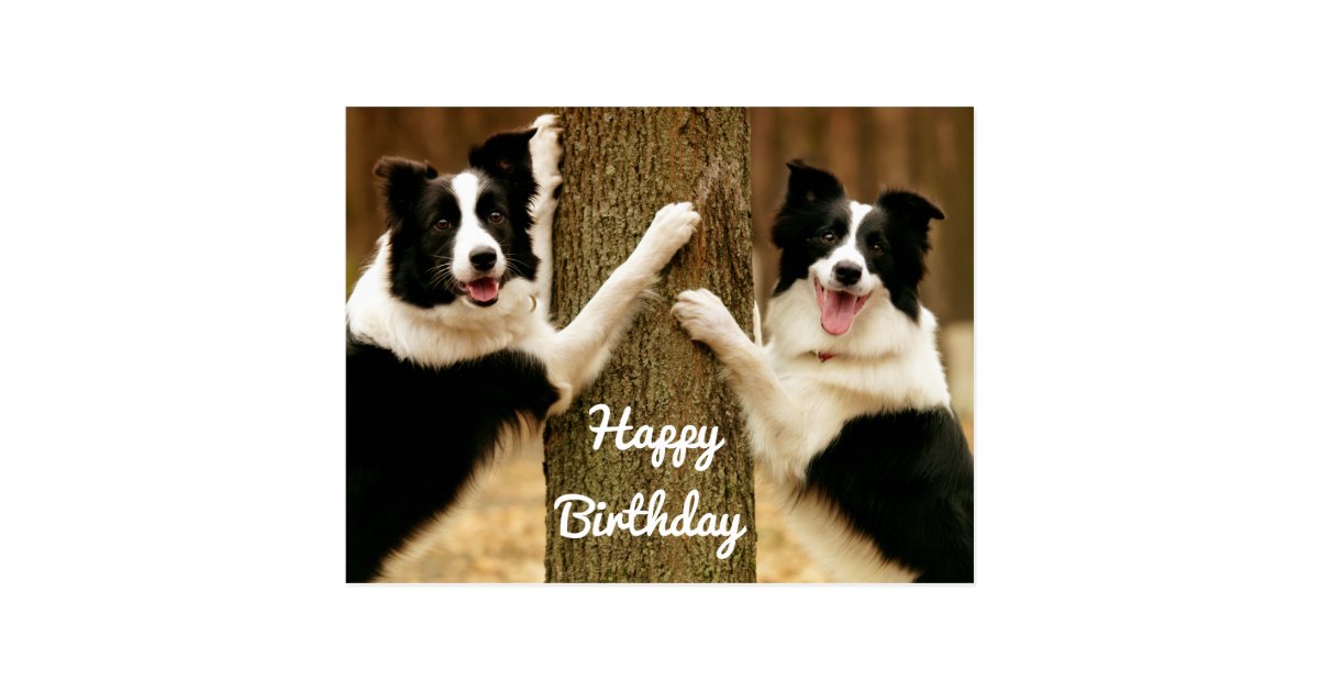 Border Collie Home Decor Border Collie Home Decor