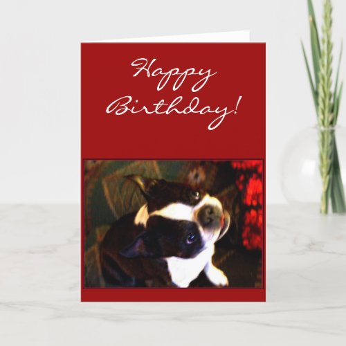 Happy Birthday Boston Terrier greeting card