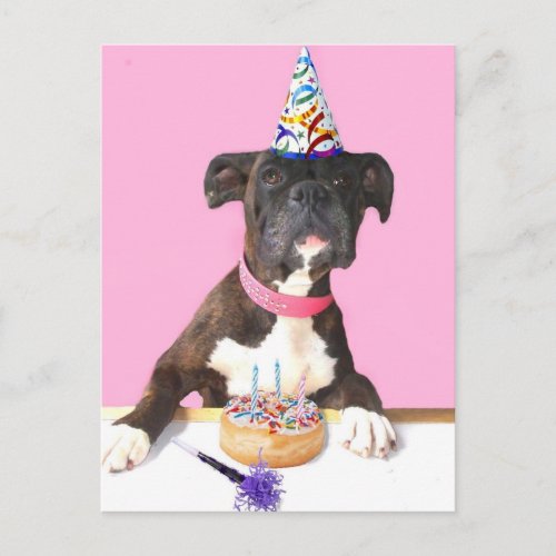 Happy Birthday Boxer dog postcard