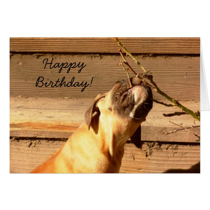 Happy Birthday Boxer puppy greeting card