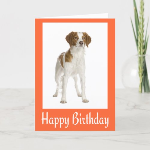 Happy Birthday Brittany Spaniel Puppy Dog Card