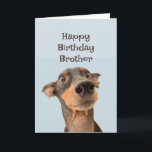 Happy Birthday Brother Funny Dog Humor Card<br><div class="desc">Happy Birthday Brother we've been through a lot together and most of it was your fault.  cute traumatised looking dog</div>