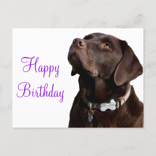 Happy Birthday Brown Labrador Retriever Puppy Dog Postcard