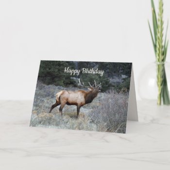 Happy Birthday  Bull Elk Bugling Card by catherinesherman at Zazzle