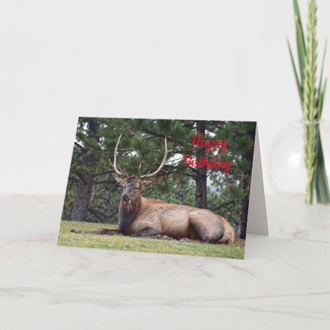 Happy Birthday, Bull Elk Resting Card (Front)