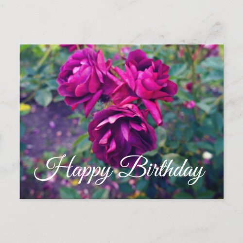 Happy Birthday Burgundy Iceberg Rose 3_2 Postcard