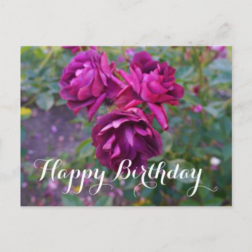 Happy Birthday Burgundy Iceberg Rose 3 Postcard