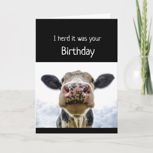 Happy Birthday Cake Sniffing Cow Fun Humor Card