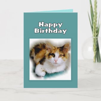 Happy Birthday Calico Cat Card | Zazzle