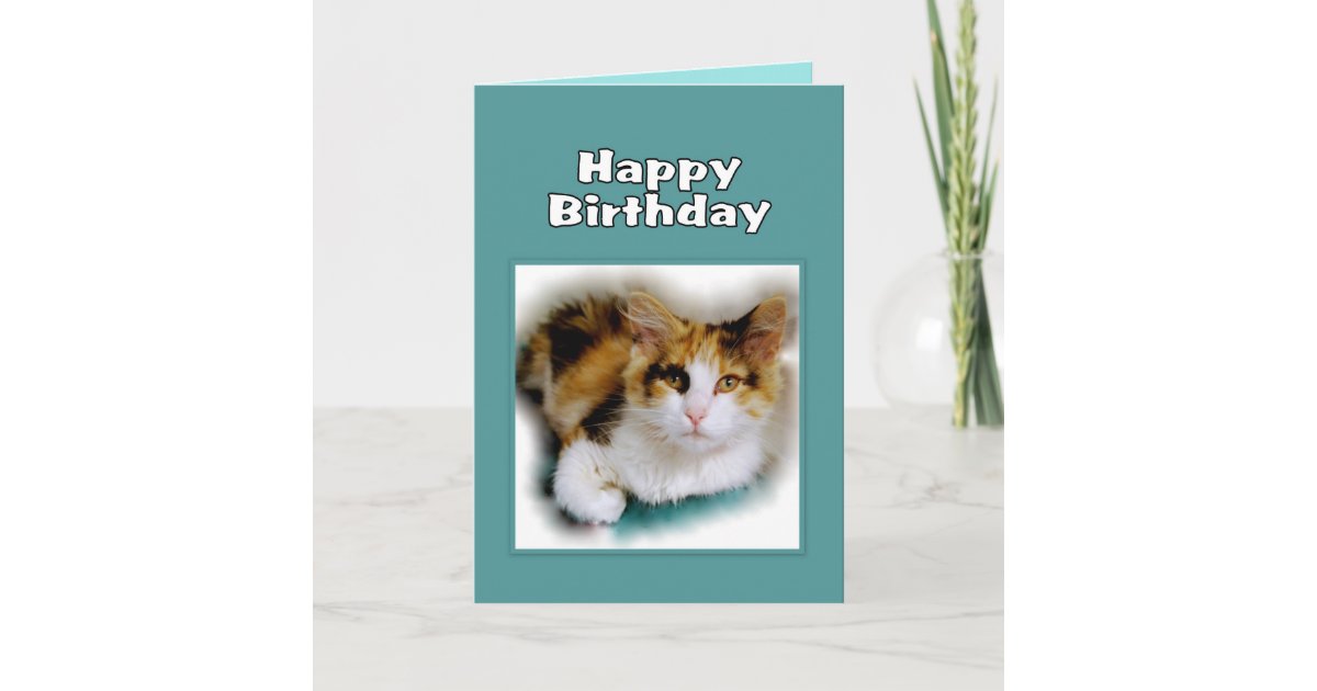 Happy Birthday Calico Cat Card | Zazzle