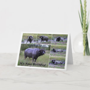 Happy Birthday Cape Buffalo Mud Bath Card
