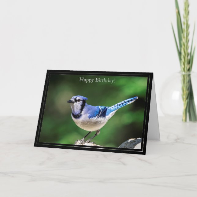 Happy Birthday Card Blue Jay (Front)