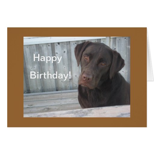 Happy Birthday Card - Chocolate Lab | Zazzle