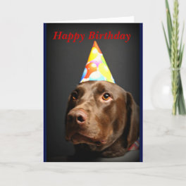 Happy Birthday card~Chocolate Lab Card