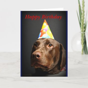 Happy Birthday Card~chocolate Lab Card by Solasmoon at Zazzle