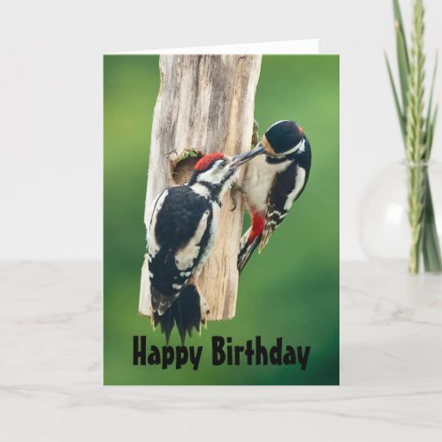 Happy Birthday card great spotted woodpecker