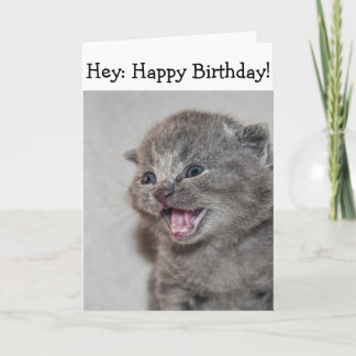 Happy Birthday Card: Surprised gray Kitten Card