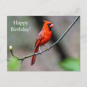 Happy Birthday Cardinal Postcard