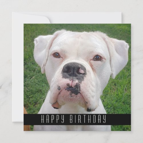 Happy Birthday Cards With Dogs