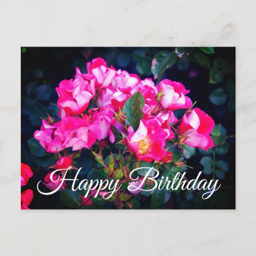 Happy Birthday Carefree Spirit Rose 1 Postcard