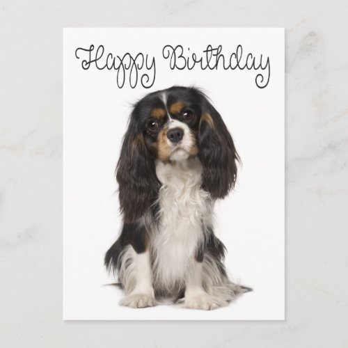 Happy Birthday Cavalier King Charles Spaniel Postcard