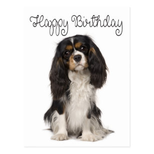 Cavalier King Charles Spaniel Birthday Cards Zazzle