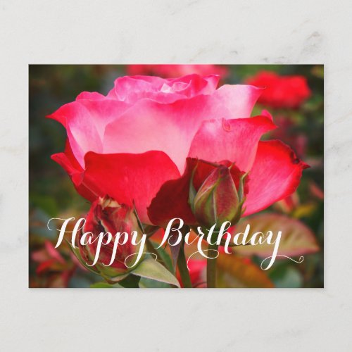 Happy Birthday Cherry Parfait Rose 1_2 Postcard