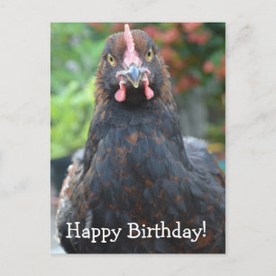 Happy Birthday Chicken... Partridge Cochin Postcar Postcard