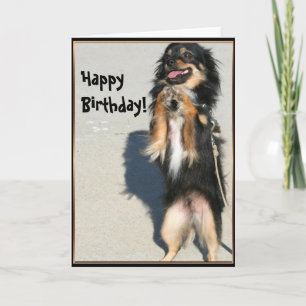 Happy birthday Chihuahua greeting card