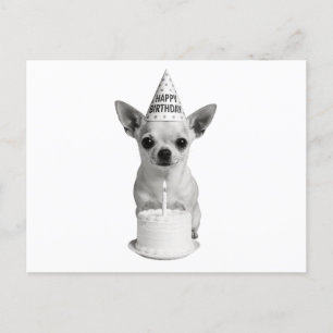 Happy Birthday Chihuahua Holiday Postcard
