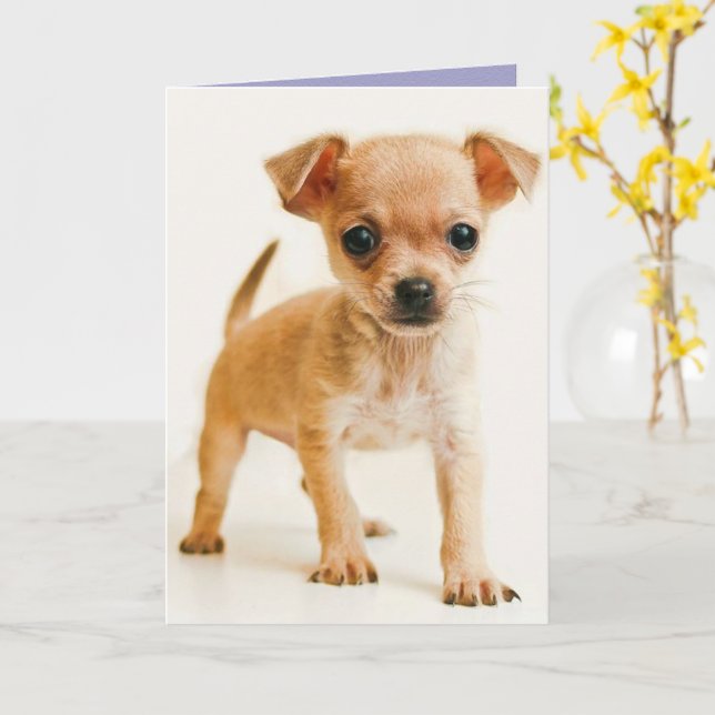 Happy Birthday Chihuahua Puppy Dog Greeting Card Zazzle
