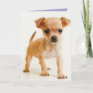 Happy Birthday Chihuahua Puppy Dog Greeting Card