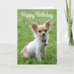 Happy Birthday Chihuahua Puppy Dog Greeting Card