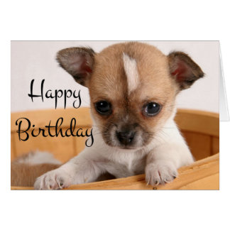 Happy Birthday Chihuahua Greeting Cards Zazzle