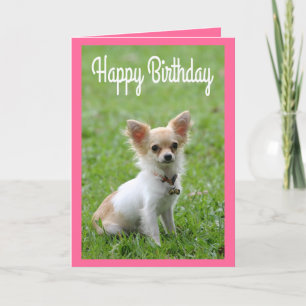 Happy Birthday Chihuahua Puppy Pink Greeting Card