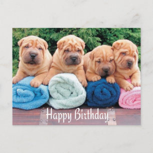 Happy Birthday Chinese Shar Pei Puppy Dog Postcard