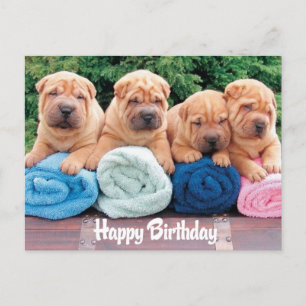 Happy Birthday Chinese Shar Pei Puppy Dog Postcard