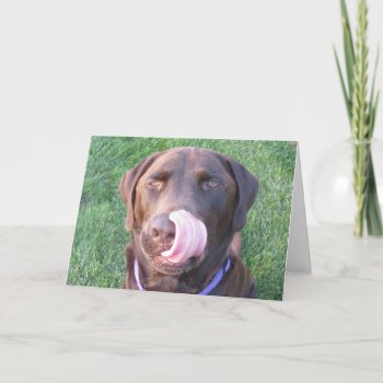 Happy Birthday Chocolate Lab Cute & Funny Card! Card by Sidelinedesigns at Zazzle