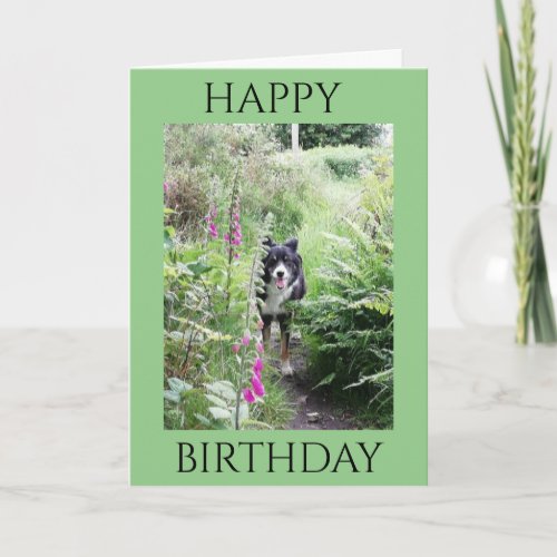 Happy Birthday Collie and Foxgloves Quality Card