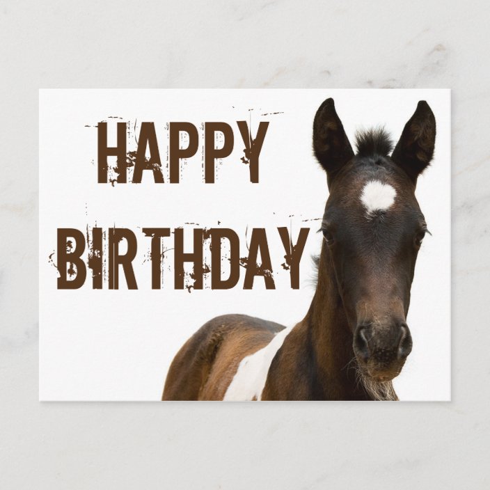 Happy Birthday Colt Horse Postcard | Zazzle.com