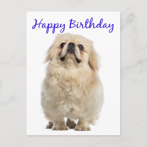 Happy Birthday Cream Pekingese Puppy Dog Blue Postcard