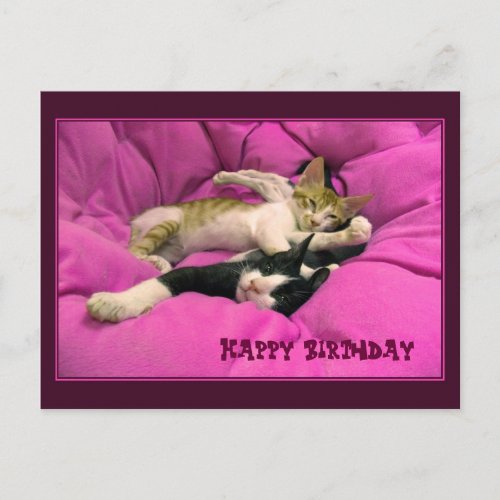 Happy Birthday cute cats Postcard